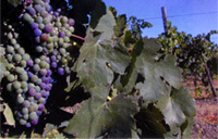 livermore_grapes