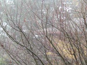 snowy-day1 A rare December snowfall in the Oakland hills