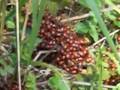 ladybugs2
