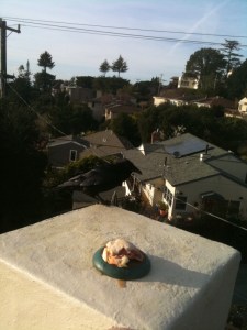 A feast for George Troy's feathered friend