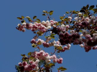 Photo by Jane Fuerch