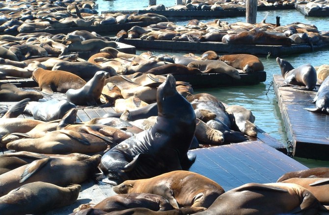 Cal_Sea_Lions_on_Pier_39